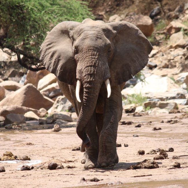 5 Five en Tanzania - elefante