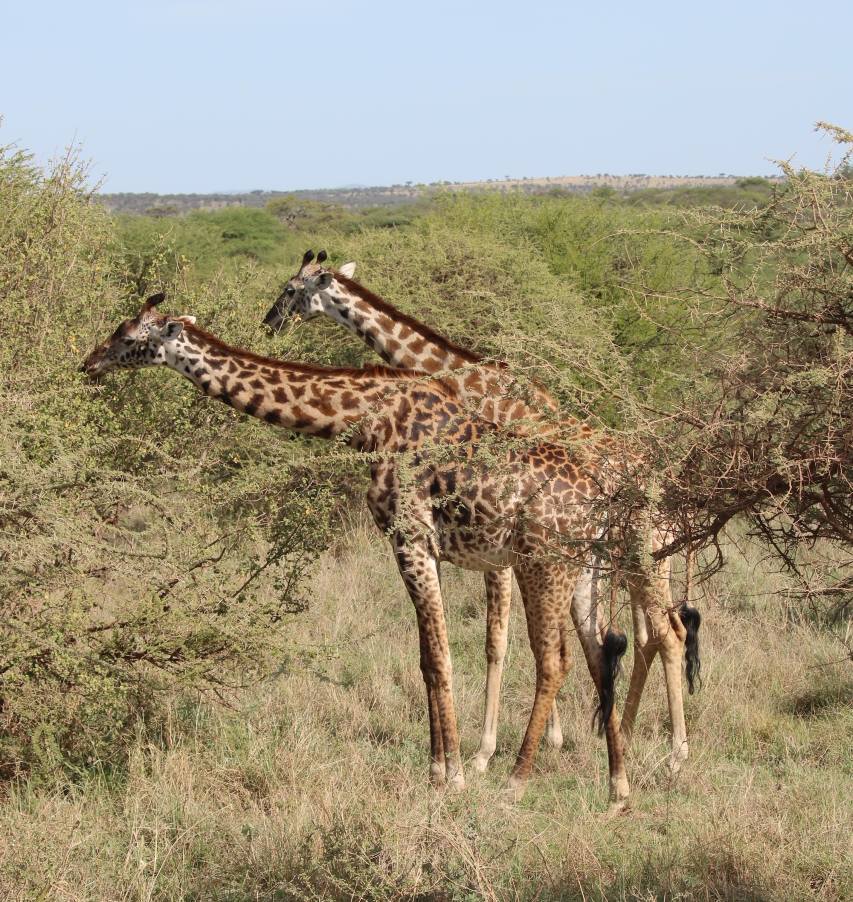 Consejos para ir de safari a Tanzania - mejor época