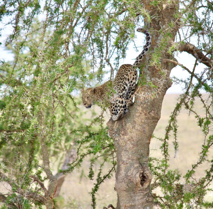 Serengeti - mejor epoca para visitarlo
