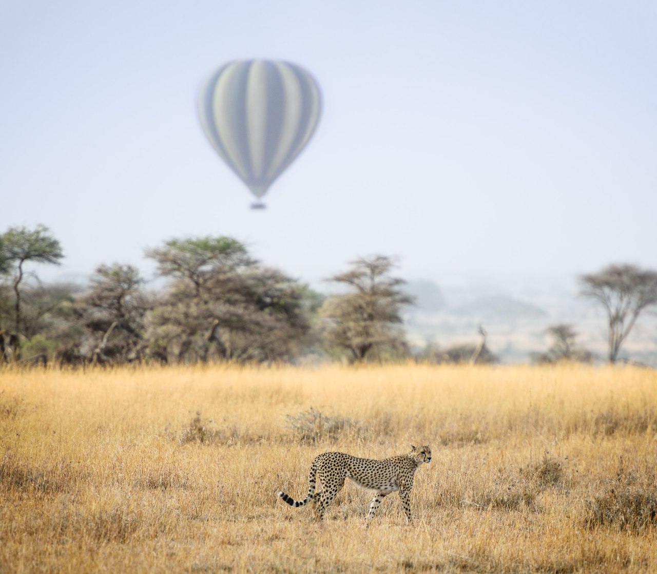 Que hacer en Tanzania - volar en globo en el Serengeti