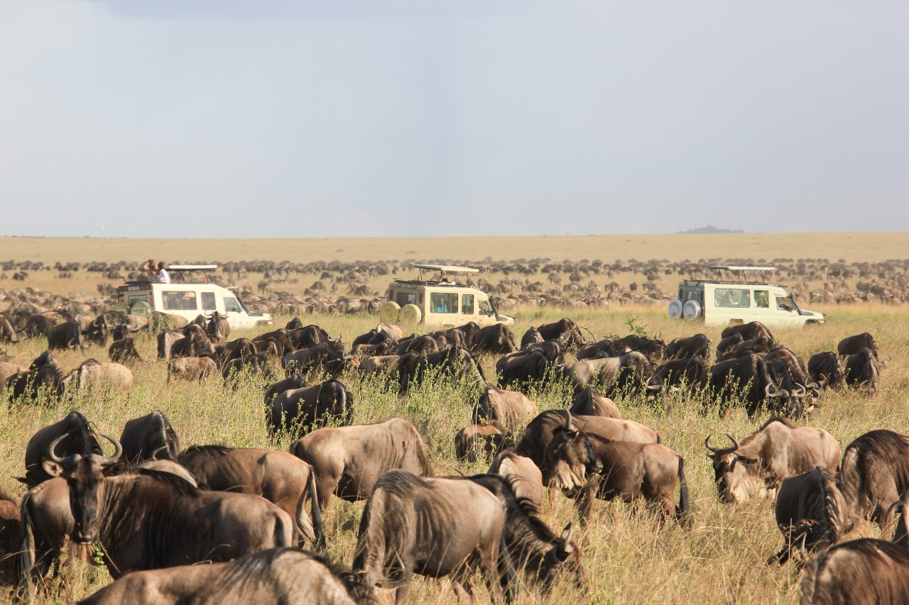 Mejor epoca para viajar a Tanzania - safari