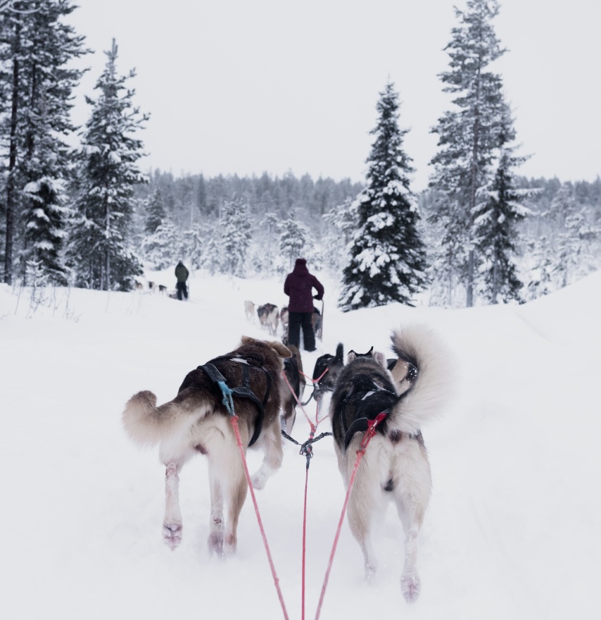 Actividades unicas que hacer en Laponia - trineo de perros huskies