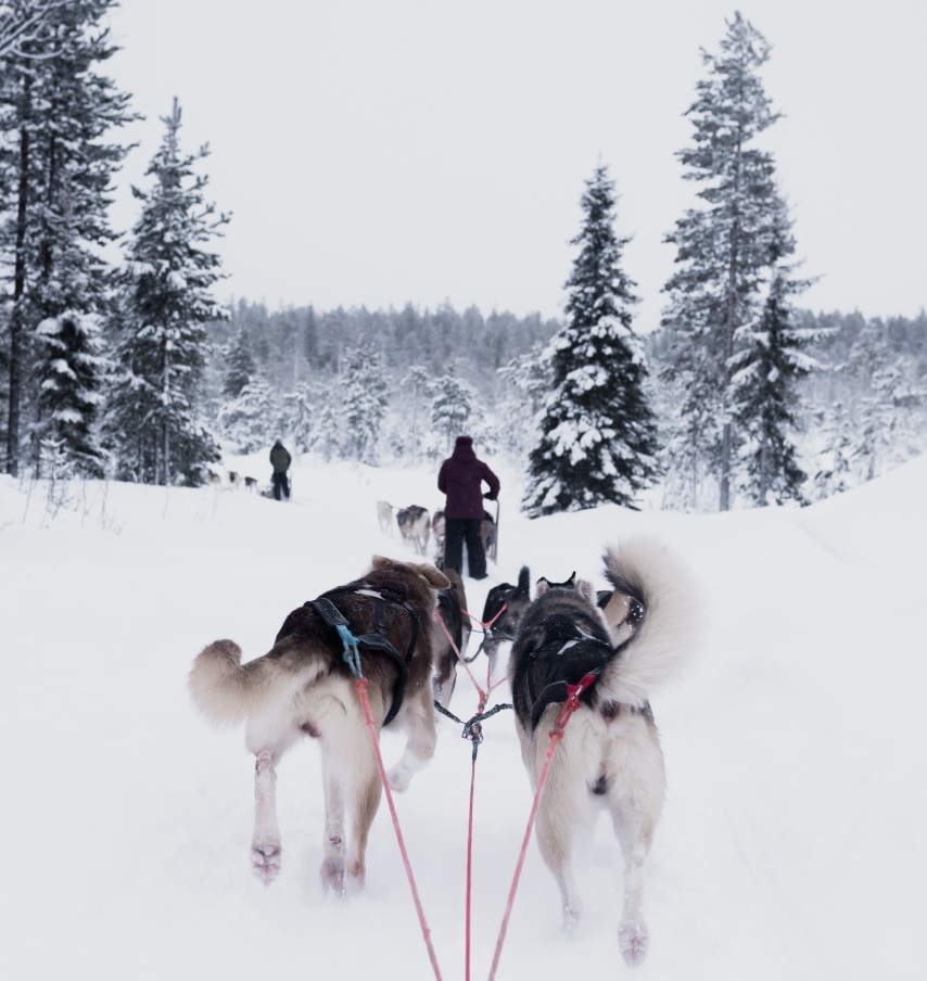 Donde montar en trineo de perros - Tromso