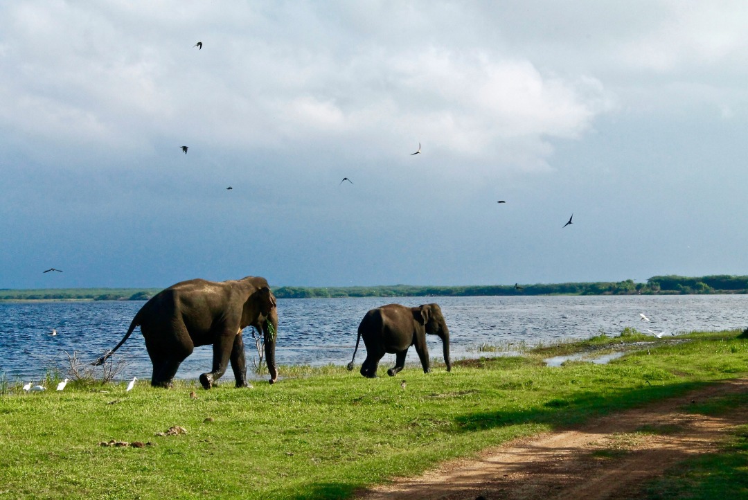 mejor epoca para viajar a sri lanka noreste