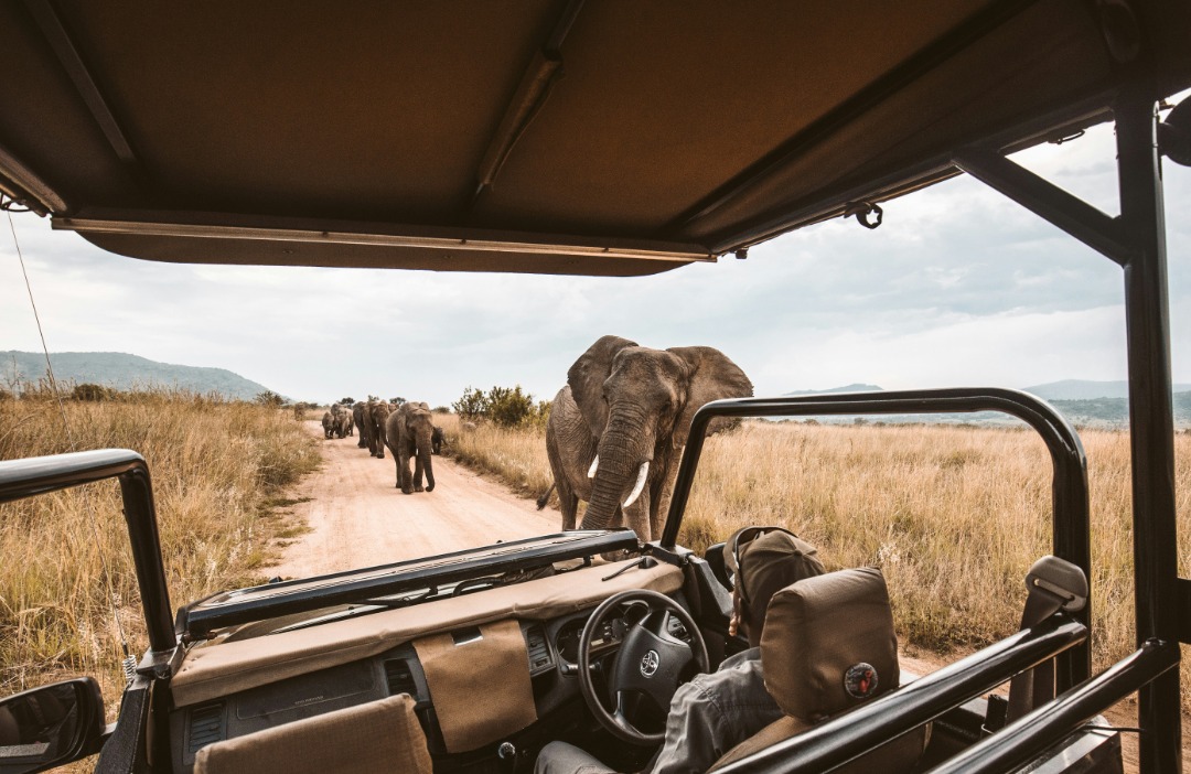 mejor epoca para viajar a sudafrica safari