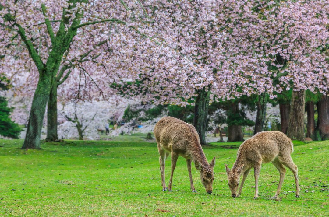 cosas que ver en japon nara