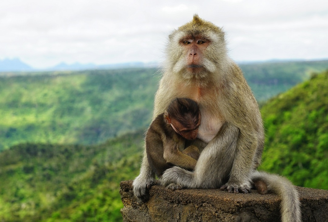 cosas que ver en mauricio parque nacional