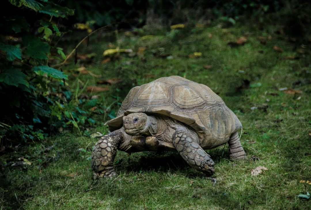 cosas que ver en mauricio tortugas