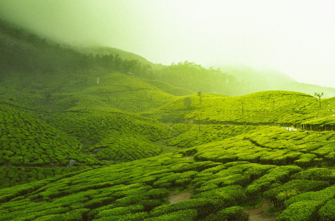 cosas que ver en sri lanka nuwara eliya