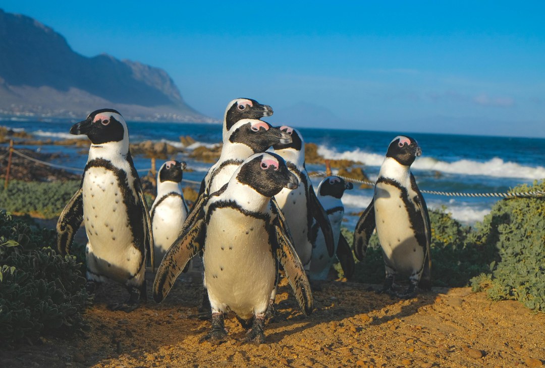 cosas que ver en sudafrica boulders beach