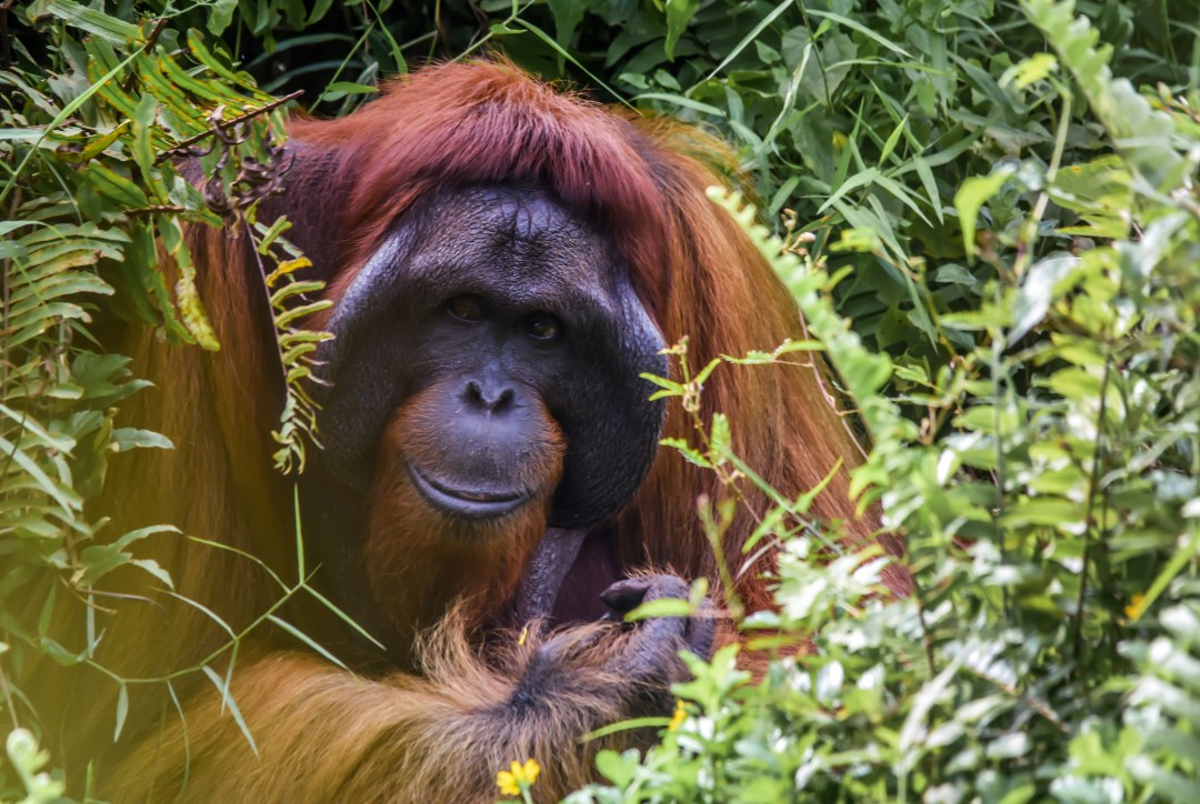 mejor epoca para viajar a malasia borneo