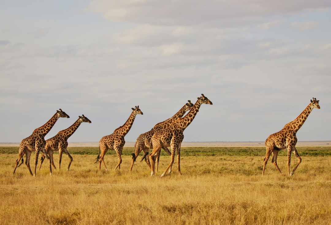 mejores destinos donde hacer un safari kenia