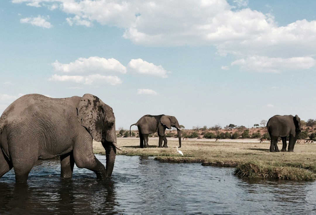 mejores lugares donde hacer un safari botswana