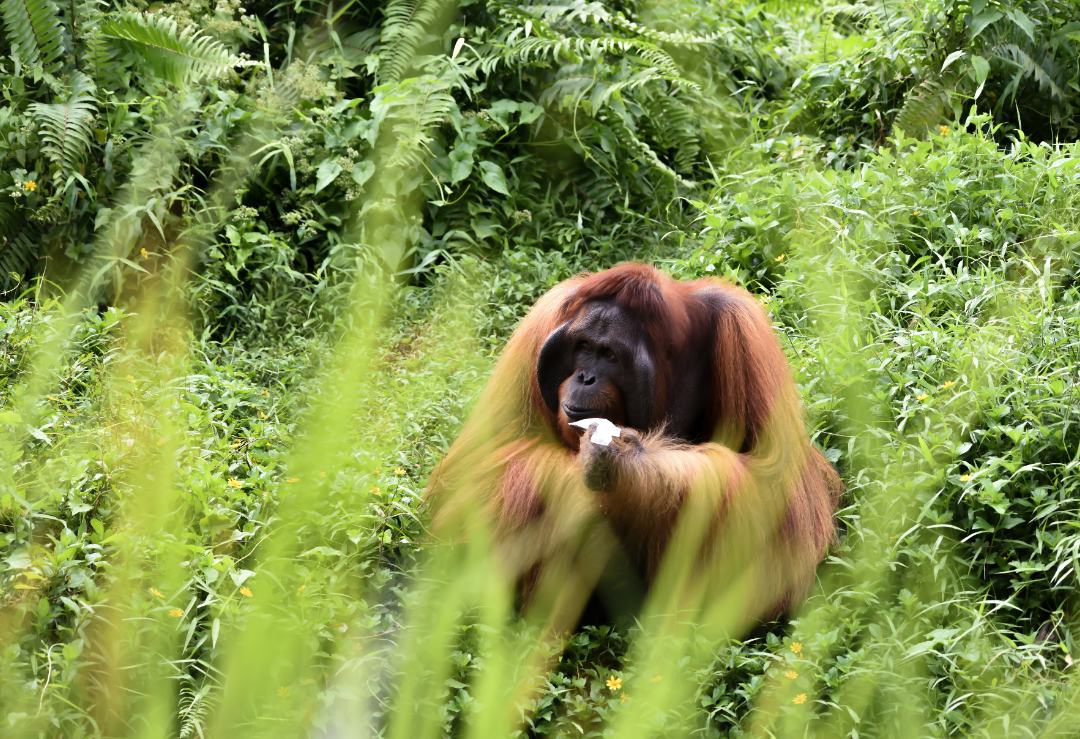 mejores lugares donde hacer un safari indonesia