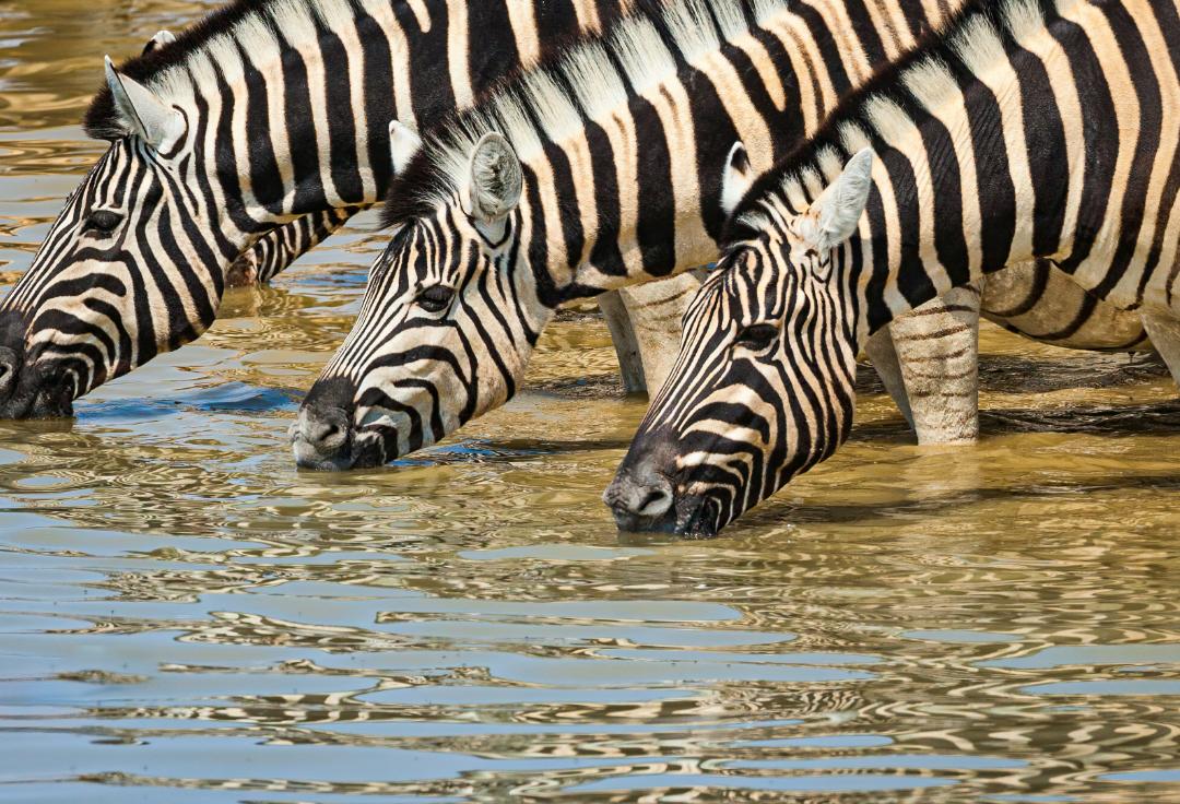 mejores lugares donde hacer un safari namibia