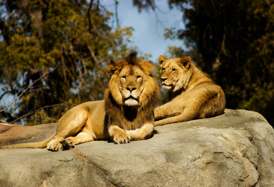 mejores lugares donde hacer un safari sudafrica