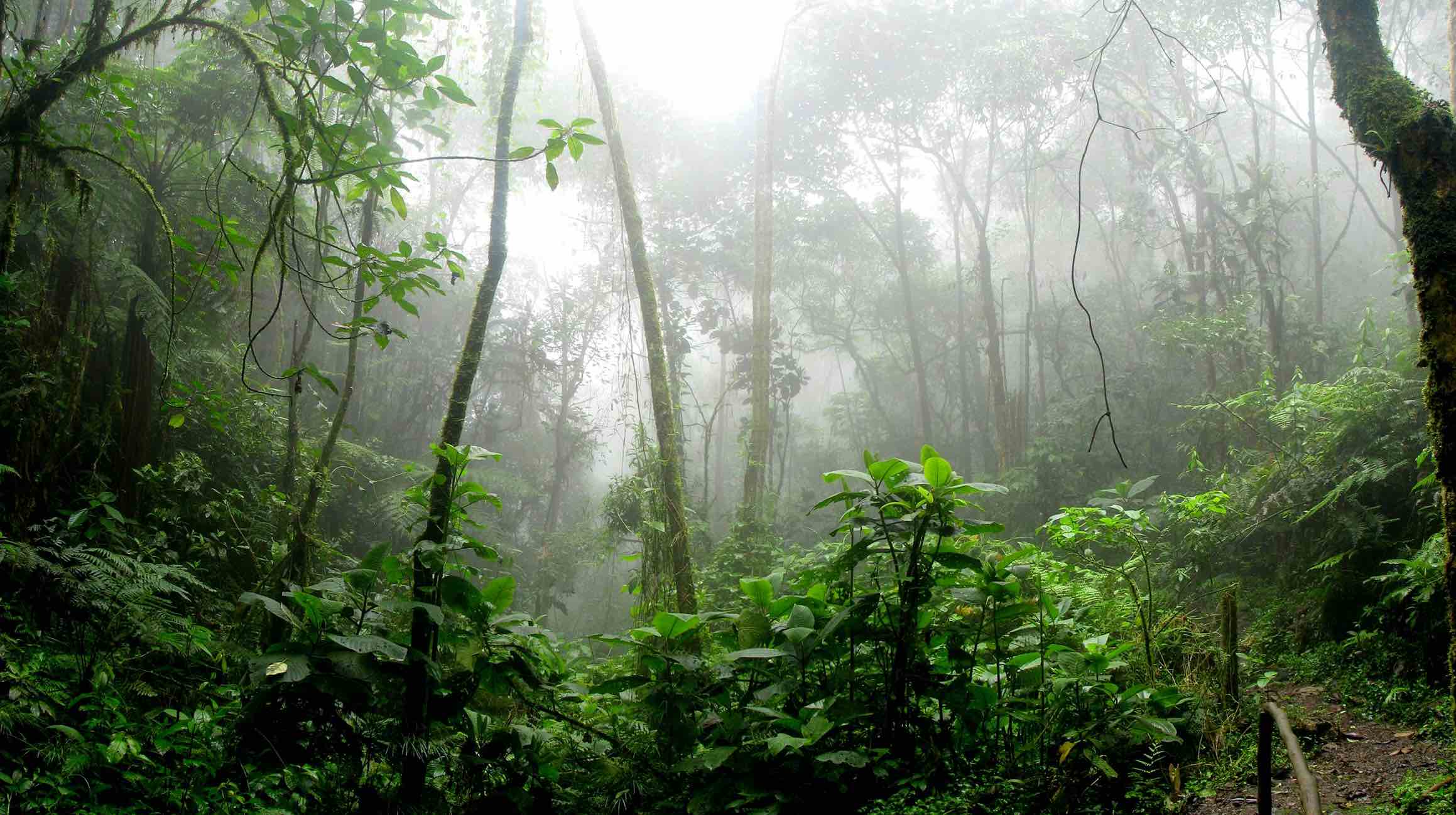 Lugares más impresionantes de América del Sur amazonia