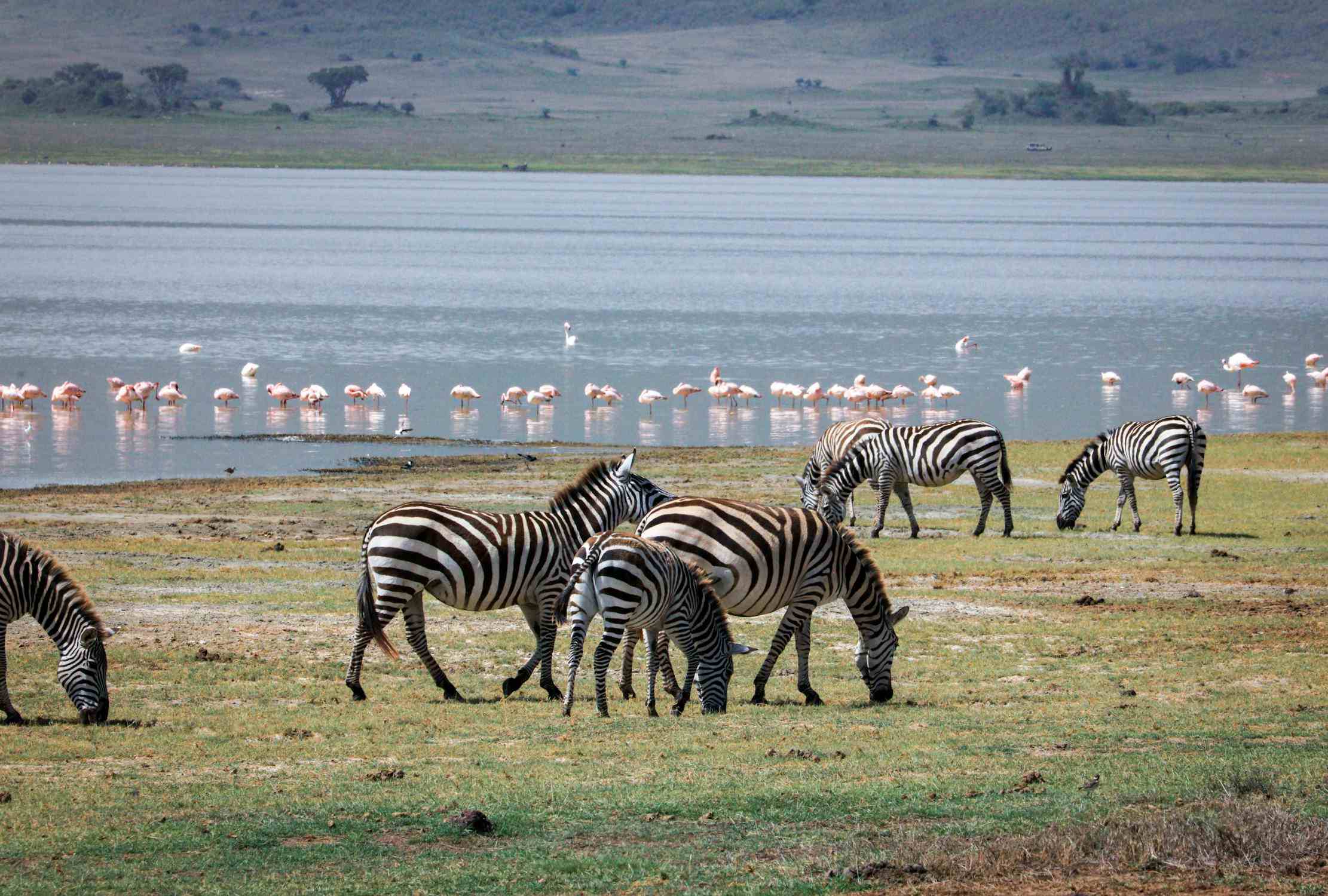 Mejores Parques Nacionales de Tanzania Lago Manyara