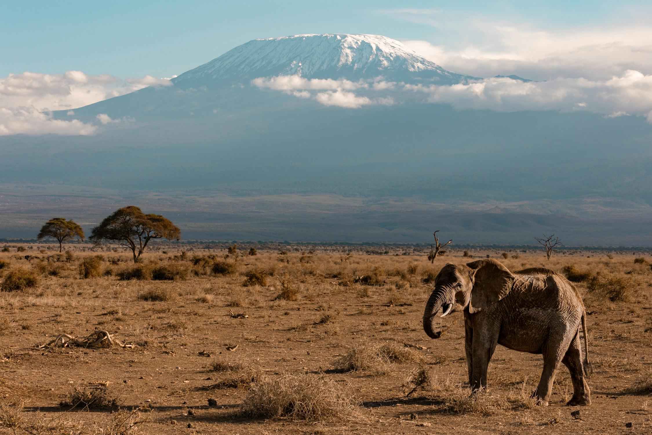 Mejores Parques Nacionales de Tanzania. Kilimanjaro