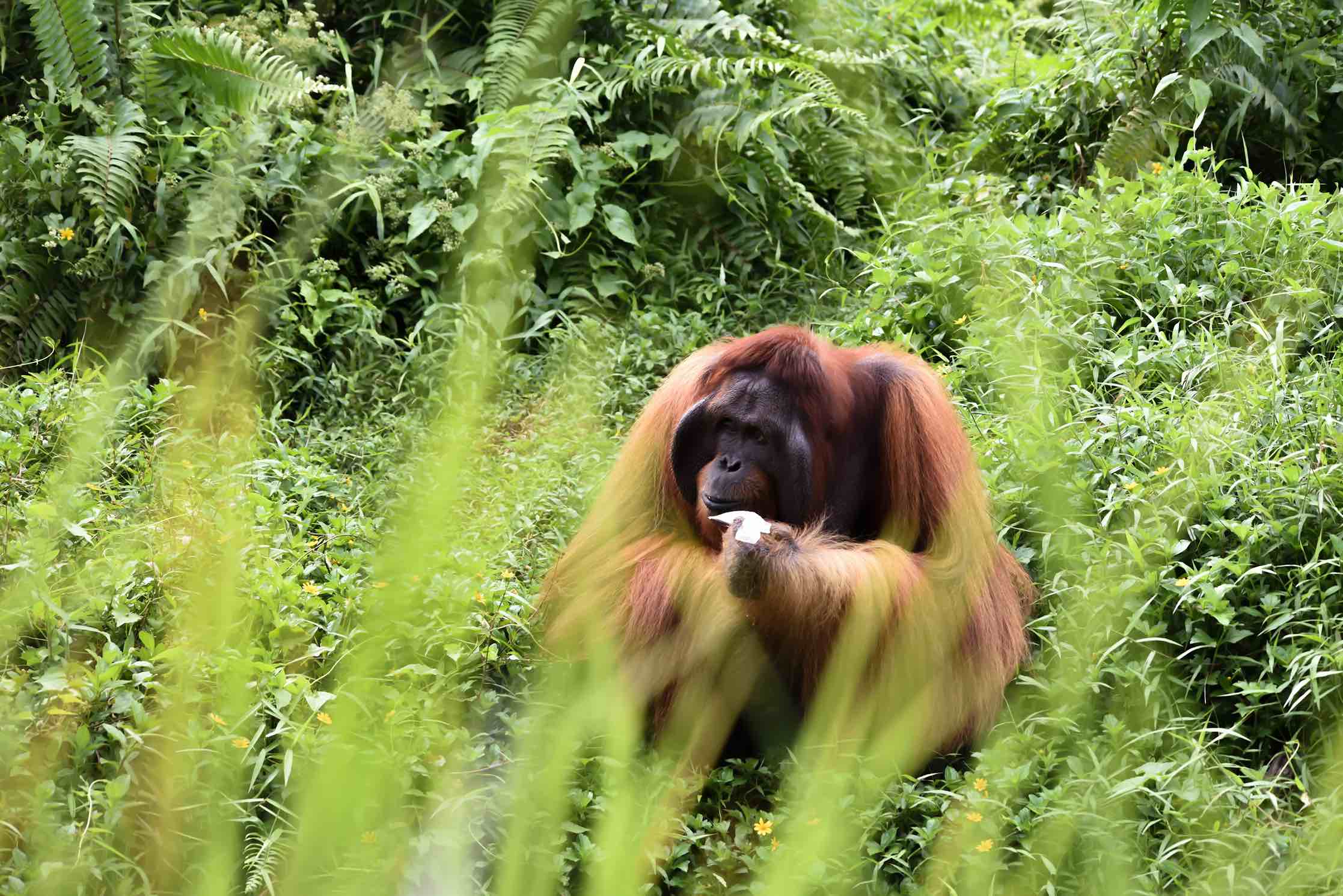 Mejores destinos para amantes de la naturaleza y la aventura borneo