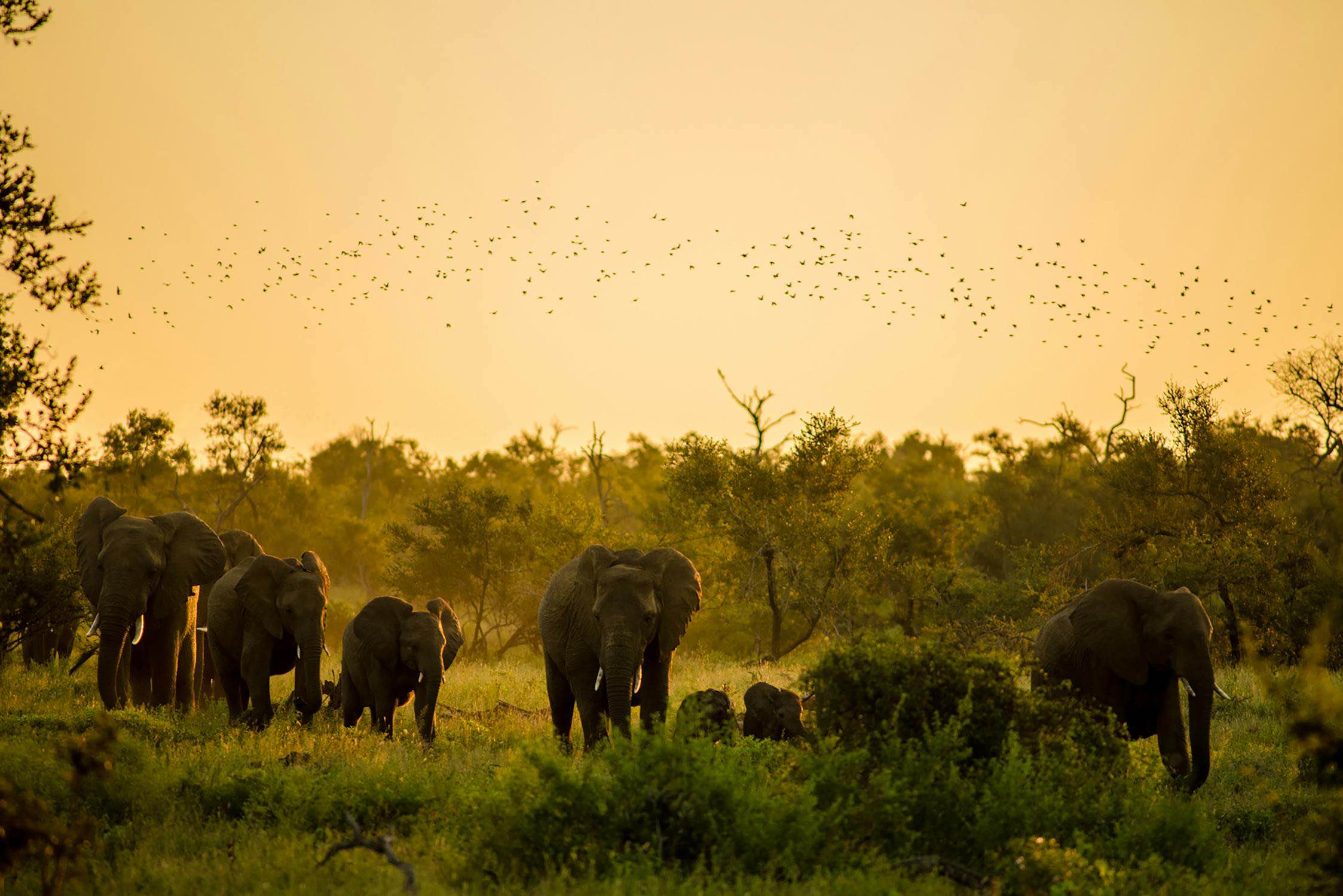 Mejores destinos para amantes de la naturaleza y la aventura kruger_11zon