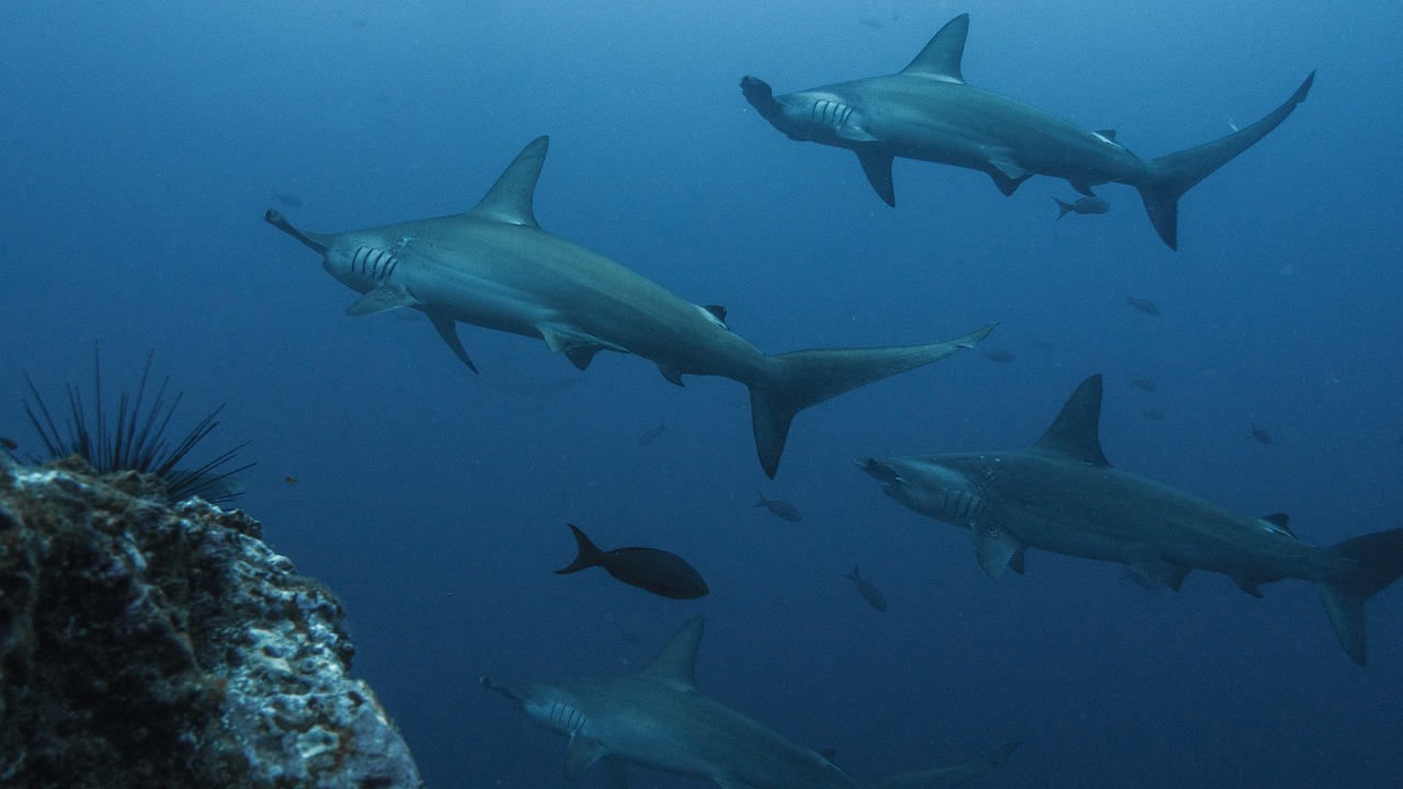 Cocos Island, Costa Rica buceo