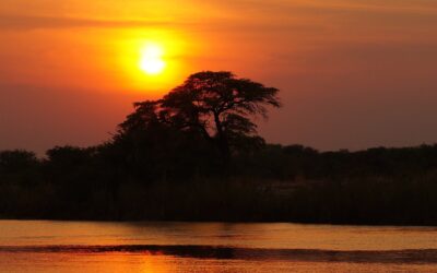 Parques naturales más top de ÁfricaDelta del Okavango (Botsuana)