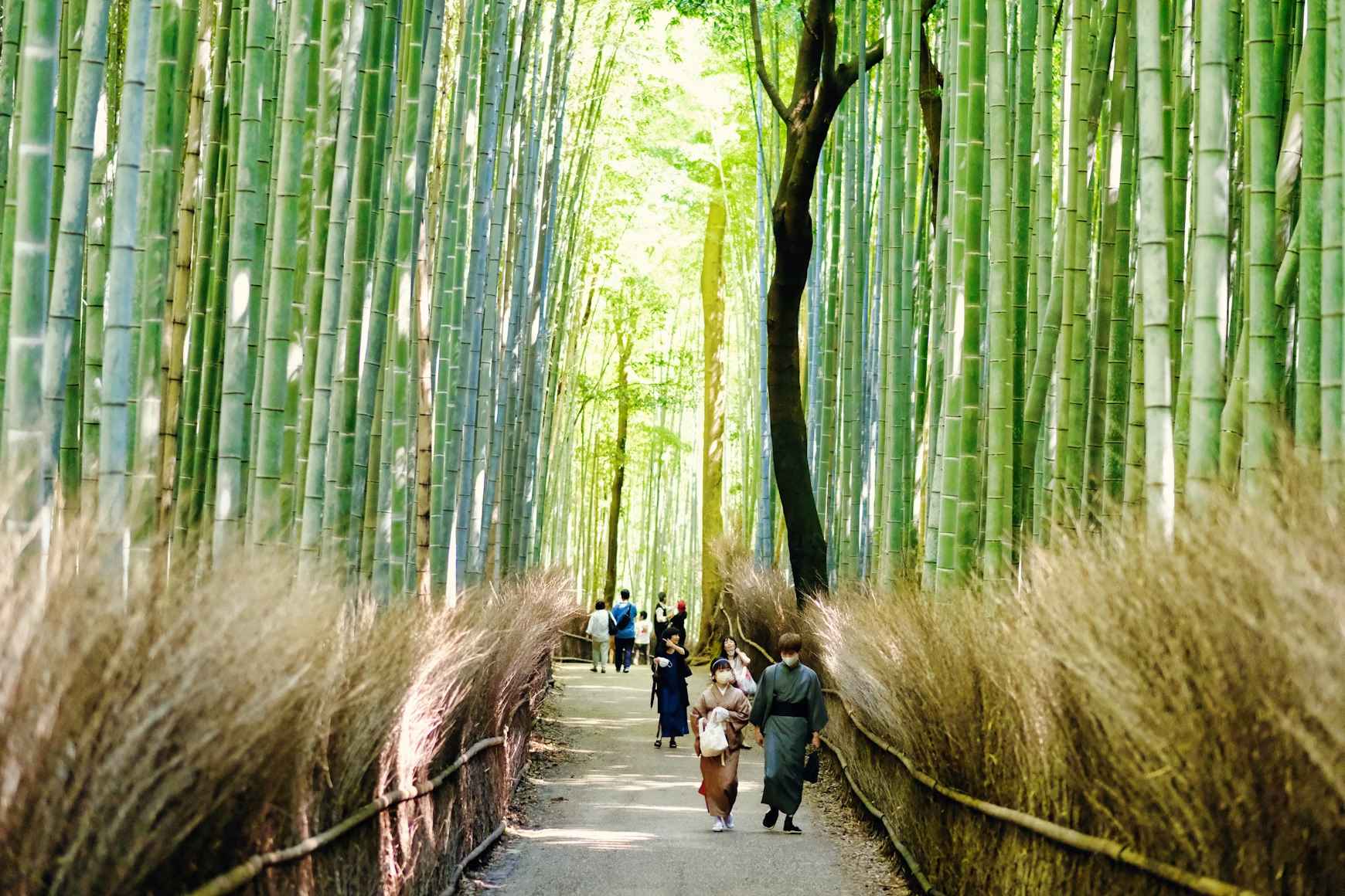 Destinos más fotogénicos del mundo kioto