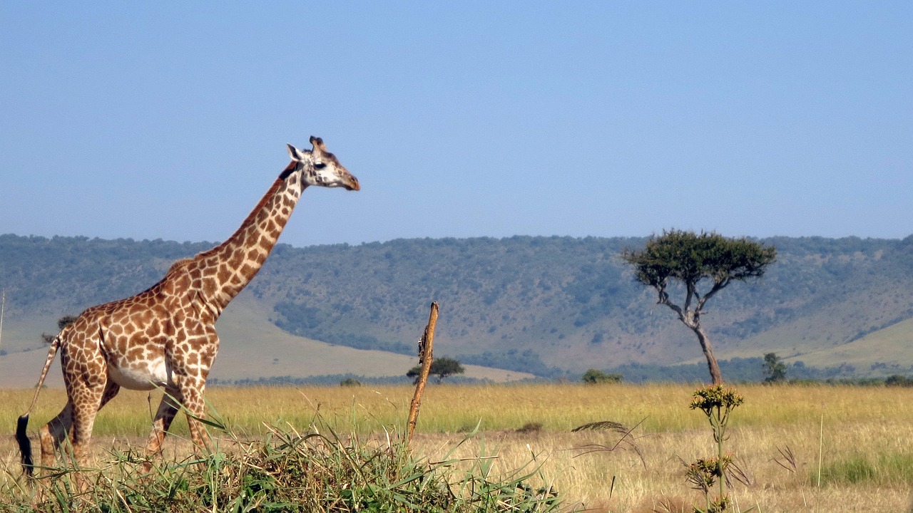 Mejores Parques Nacionales De Kenia