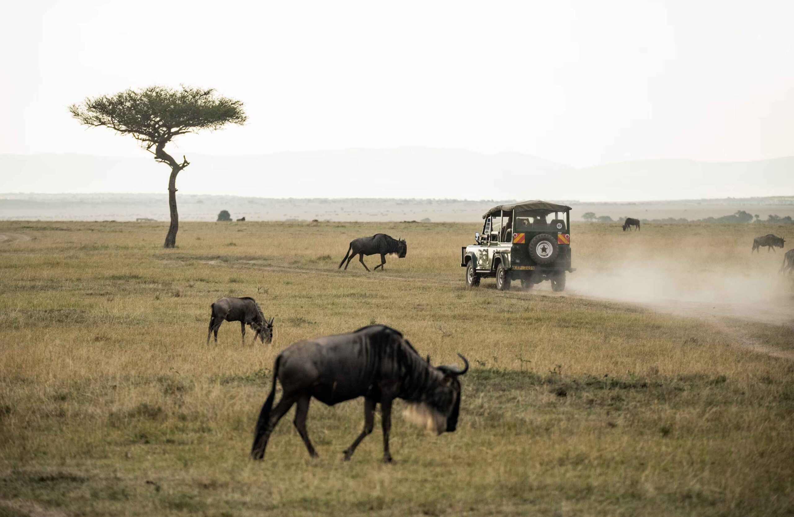 Parques naturales más top de África masai mara