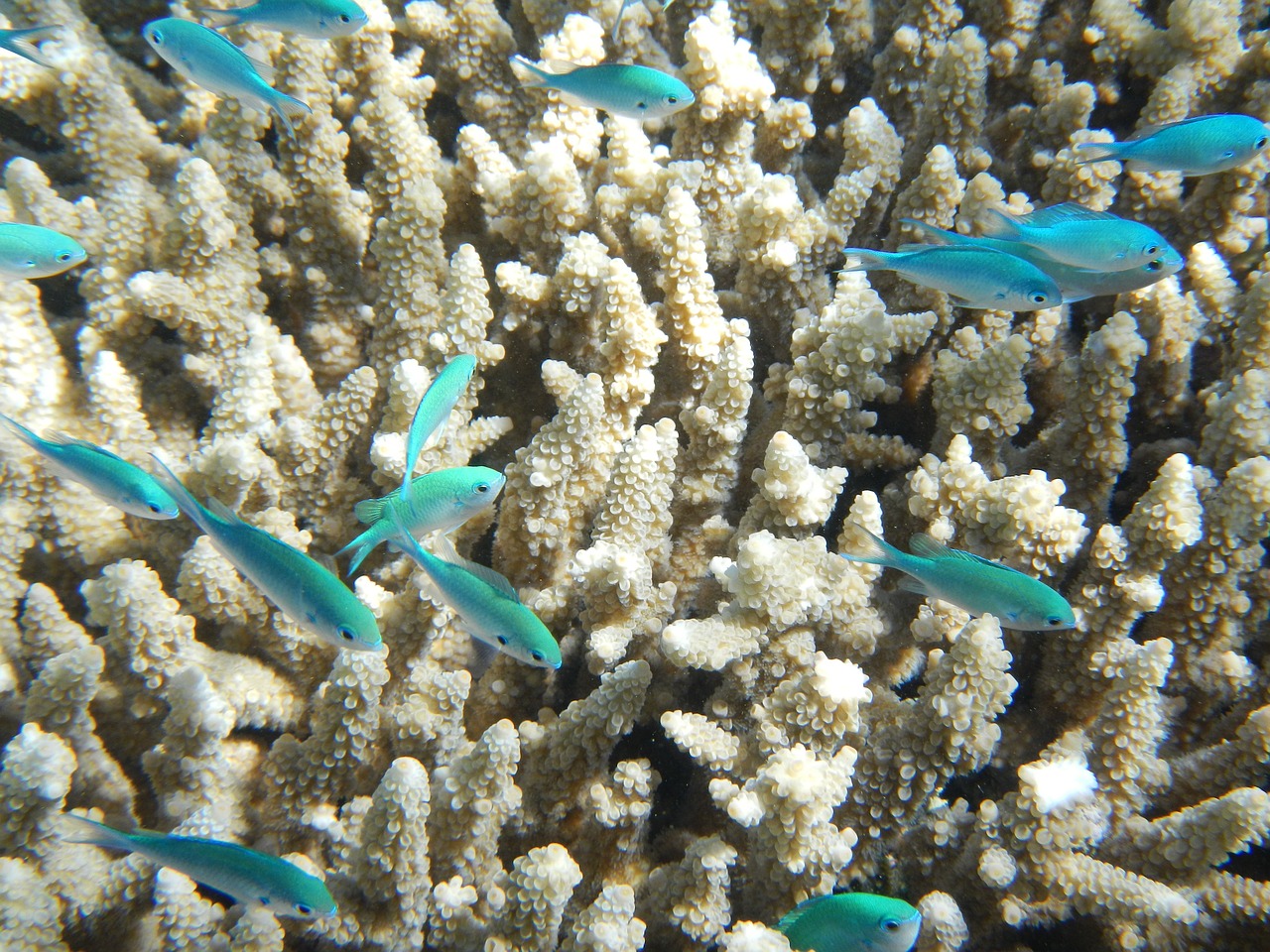 buceo buceo Gran Barrera de Coral, Australia