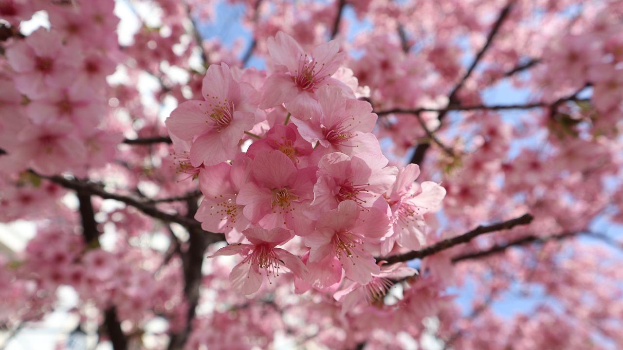 hanami