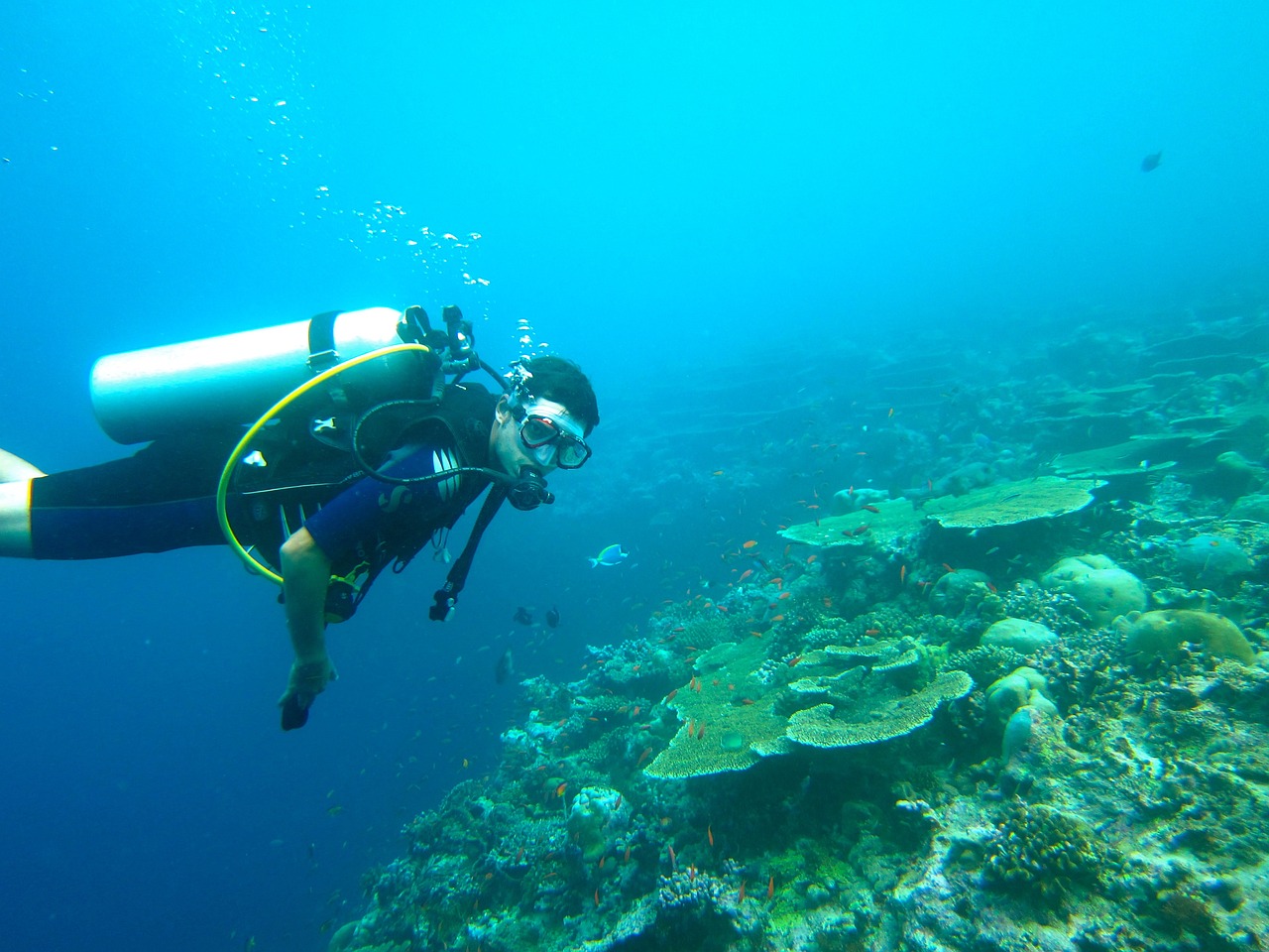 maldivas buceo