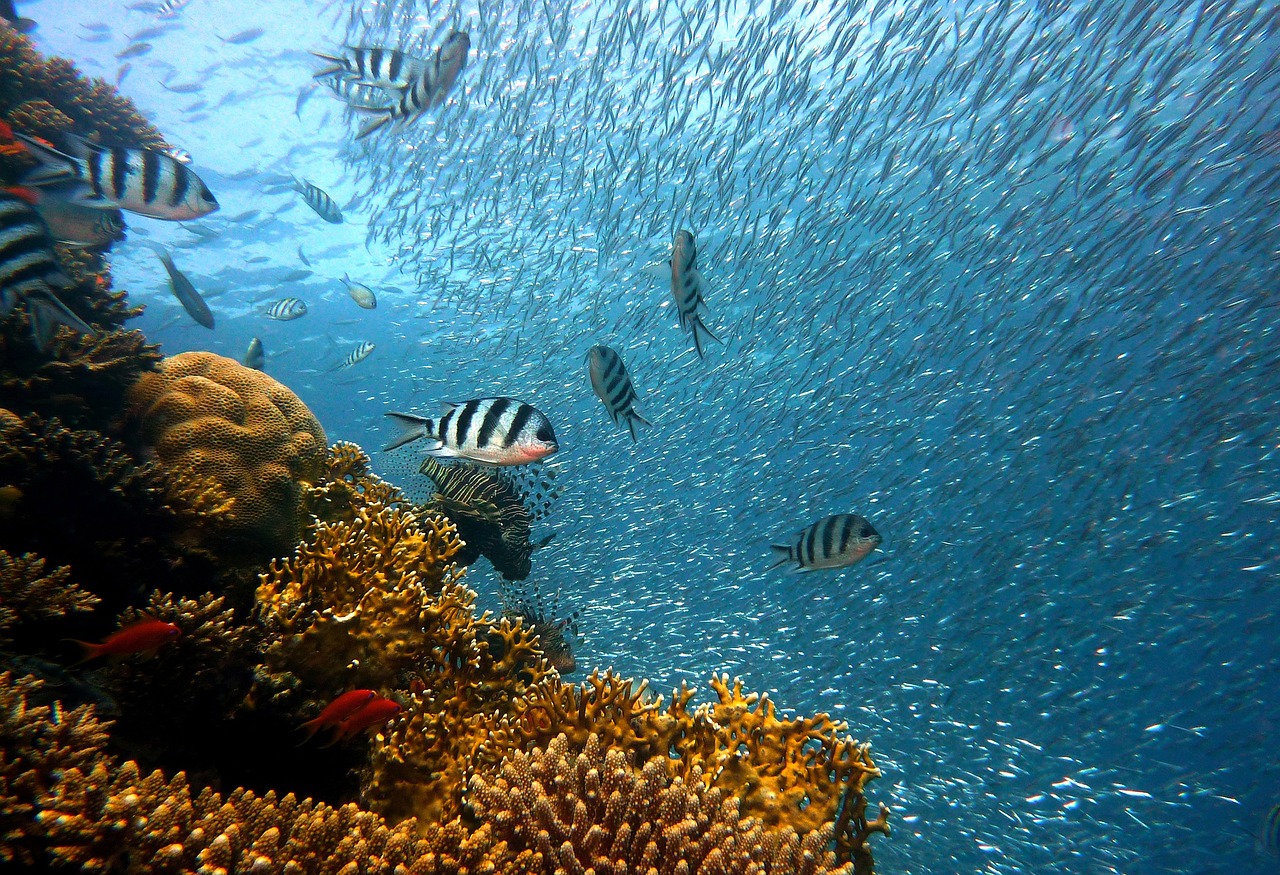 mar rojo egipto buceo