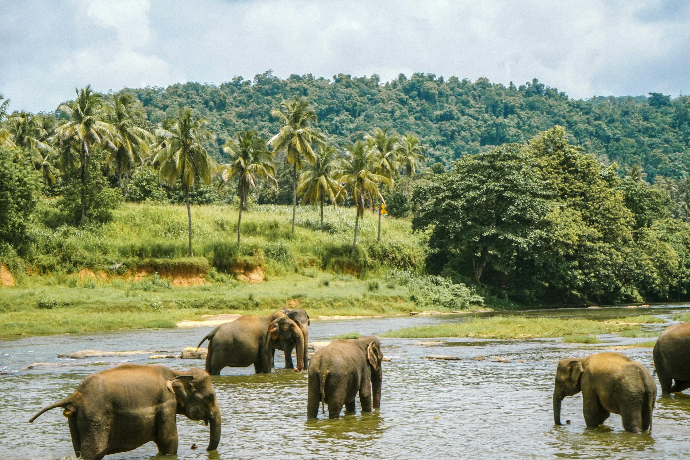 mejores destinos para viajes en familia sri lanka