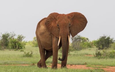 Mejores parques nacionales de Kenia ABERDARE Mejores parques nacionales de Kenia Tsavo