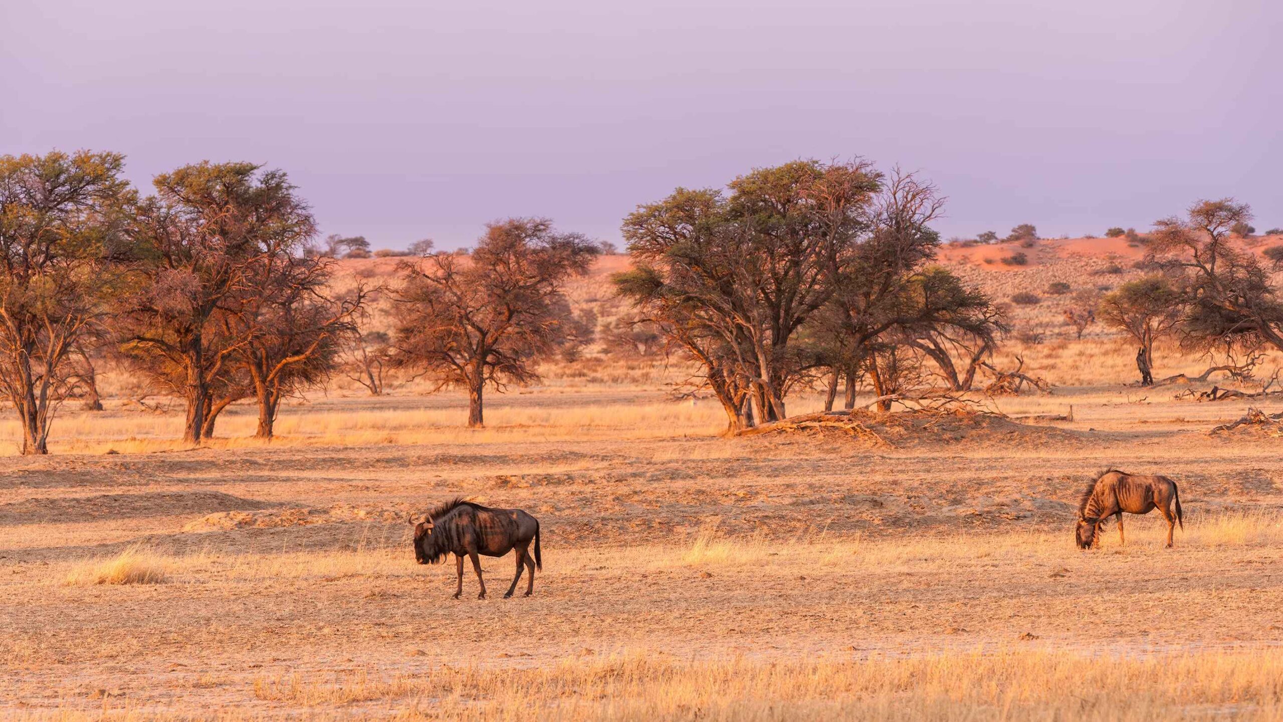 Los desiertos más impresionantes del mundo kalahari