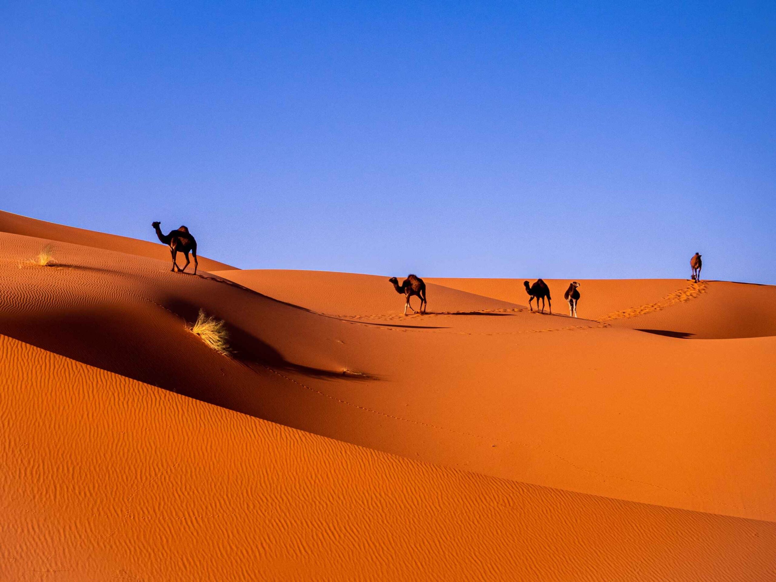 Los desiertos más impresionantes del mundo saharaa