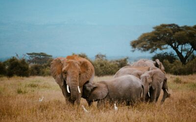 Top 10 destinos para este verano tanzania