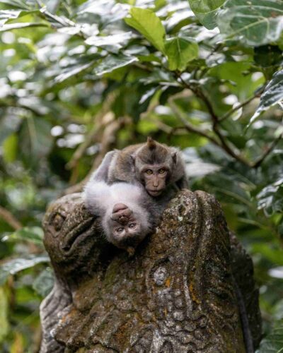 bosque de los monos ubud