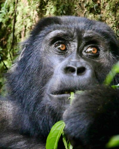 Parque Nacional de Bwindi