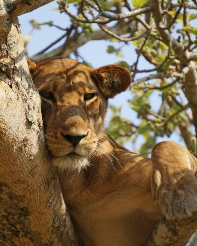Queen Elizabeth National Park, Uganda