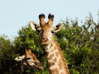 deborah-varrie-ul--R-hdbfs-unsplash_11zon