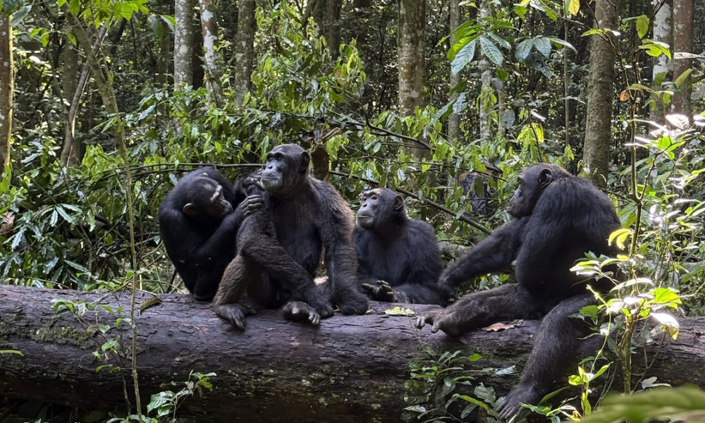 Encuentro con chimpancés en Kibale Forest