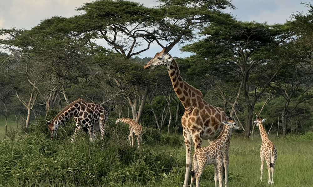 Qué ver y hacer en Uganda - Queen Elizabeth National Park