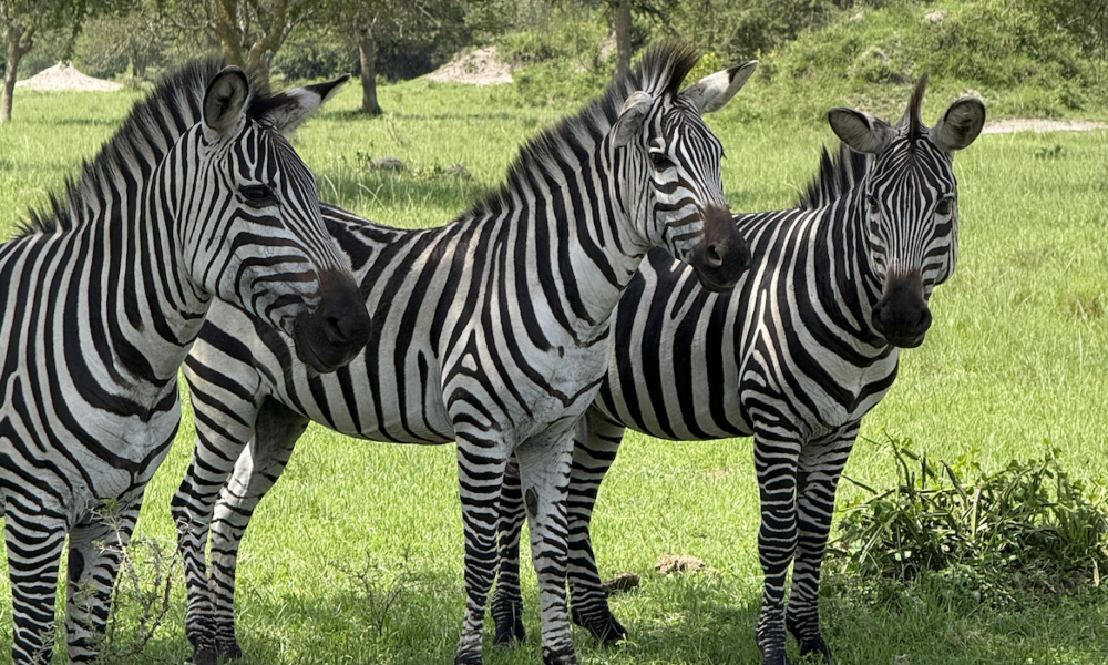 Qué ver y hacer en Uganda - Lake Mburo