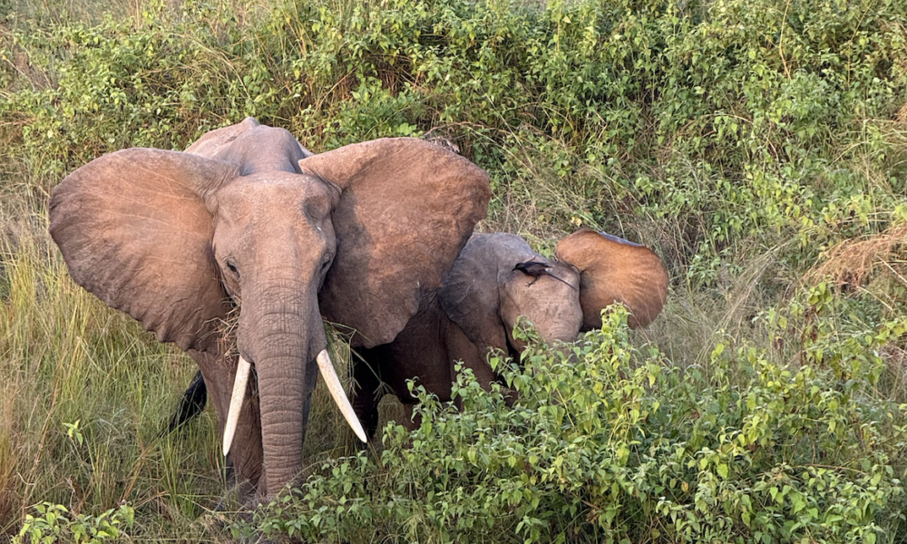 Qué ver y hacer en Uganda - Queen Elizabeth National Park