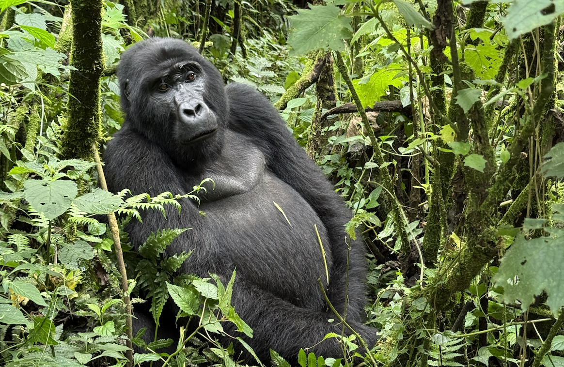 Gorilla trekking en Bwindi Impenetrable