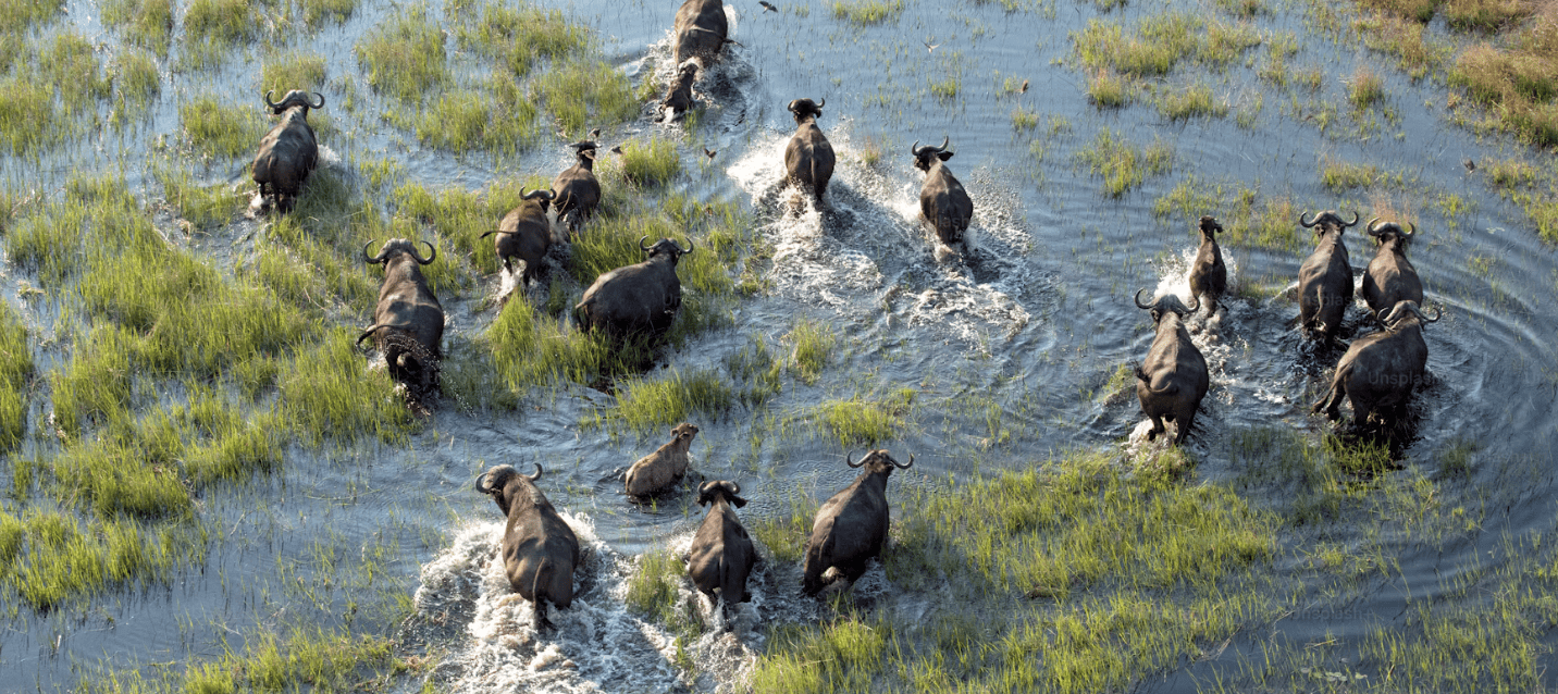 Botswana vs Kenia vs Tanzania: ¿qué safari elegir?