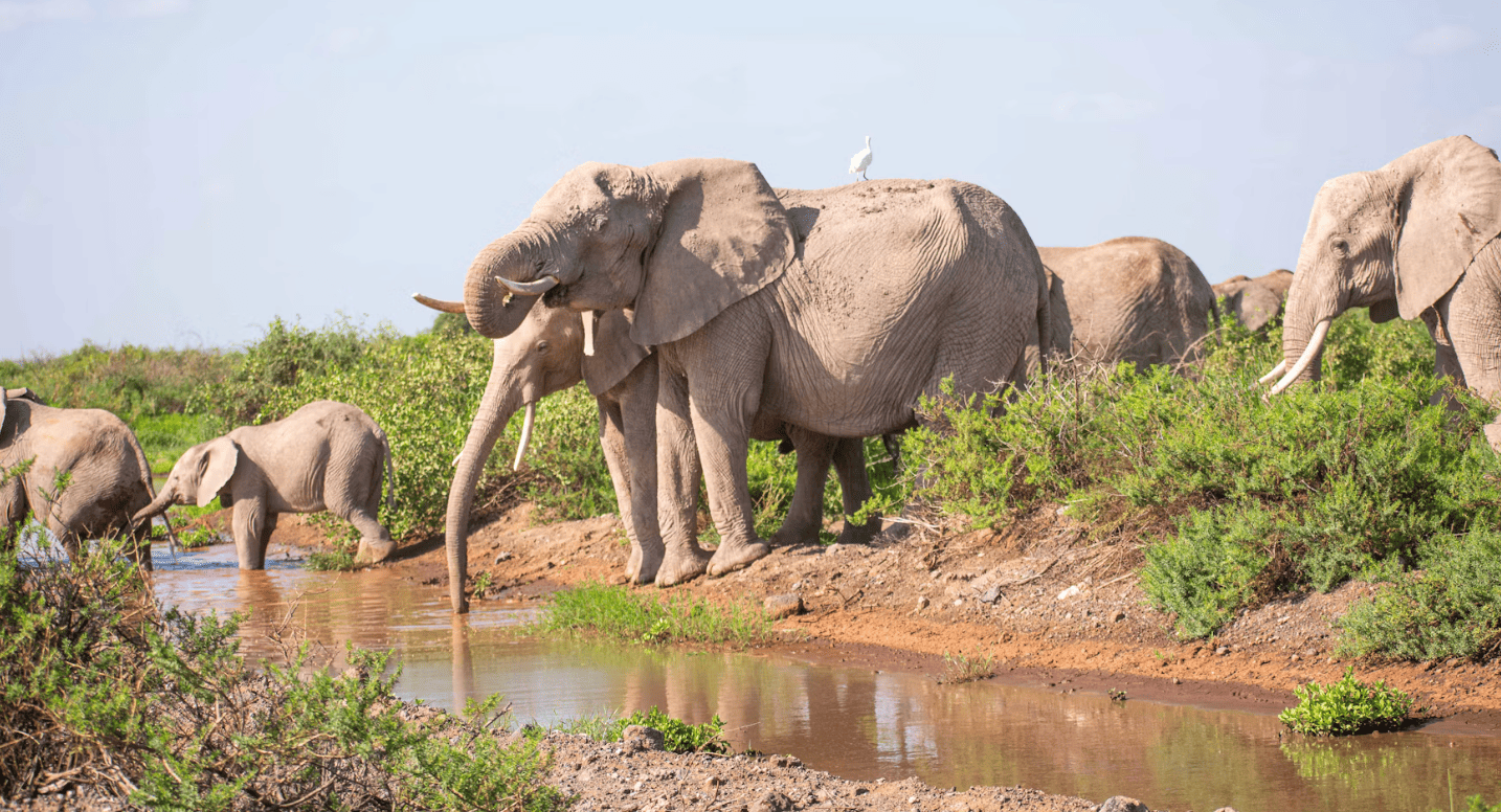 Botswana vs Kenia vs Tanzania: ¿qué safari elegir?